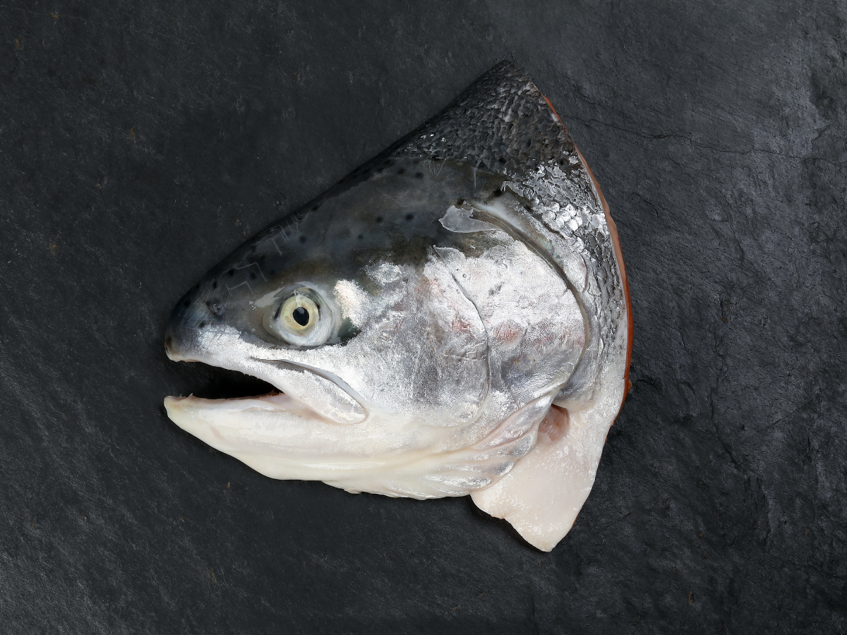 Fresh Norwegian Fjord Salmon-Trout Head 三文鱼头